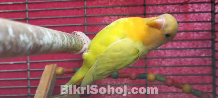 Love Bird (লাভ বার্ড)